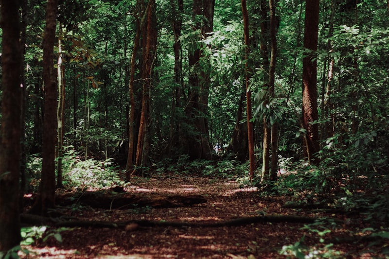 Pohon Ulin (Kayu Besi Borneo)